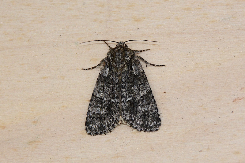 Acronicta rumicis? S